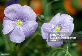 Image result for Linaceae