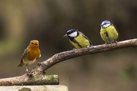 There are lots of different bird foods available, including mixes for bird feeders and bird tables, as well as for ground feeding How To Attract Birds To Your Garden In 4 Steps The English Home