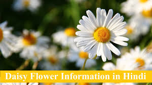 Hindi flowers chart flower names in hindi. à¤— à¤²à¤¬à¤¹ à¤° à¤• à¤« à¤² à¤• à¤œ à¤¨à¤• à¤° Daisy Flower In Hindi