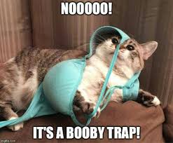 I am not doing one single thing this caturday. Funny Cats