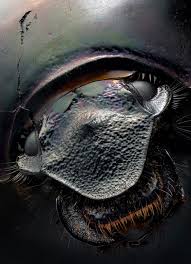 Pin By Daniel Terrado Lozano On Don T Bug Me Beetle Bugs And Insects Macro Photos