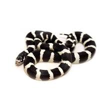 Serpent Roi De Californie Desertique Lampropeltis Getulus Californiae Les deux espèces peuvent être confondues par leur aspect : lampropeltis getulus californiae desertique serpent roi de californie
