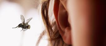 What to Do If Something Enters Your Ear - Signia Hearing Aids