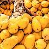 Miyazaki mangoes have a red and vibrant skin with yellow spots speckled over the fruit. 1