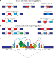 Learn for free about math, art, computer programming, economics, physics, chemistry, biology, medicine, finance, history, and more. The Expanding Landscape Of Alternative Splicing Variation In Human Populations Sciencedirect