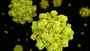 Медицинская лаборатория гемотест в москве: Norovirus Symptome Ansteckung Inkubationszeit Behandlung