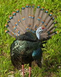 Image result for Pycreus muricatus