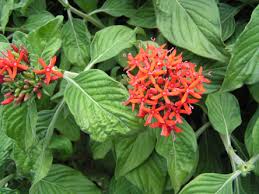 Image result for Pentas bussei