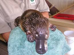 Duck Billed Platypus I Think It Looks Like An Otter With A Fake Duck Beak And Wearing Bear Claws Duck Billed Platypus Egg Laying Mammals Unusual Animals