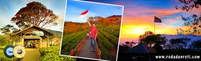 Potret inilah yang muncul di kebun teh yang terletak di desa toyomarto (kecamatan singosari) dan desa wonorejo, kecamatan lawang, kabupaten malang. Kebun Teh Lawang Wisata Agro Wonosari Lawang Roda Dan Roti
