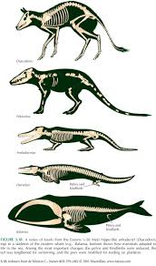 Whale Evolution Prehistoric Animals Animal Skeletons