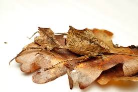 Image result for Dipcadi platyphyllum