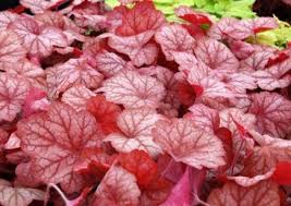 Heuchera Georgia Peach Pp19375 Georgia Peach Alum Root Georgia Peach Coral Bells Plant Lust Bears dainty cream flowers in early summer on 30 inch spikes. plant lust