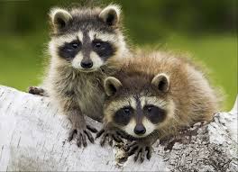 How to identify raccoon damage. Getting Rid Of Raccoons The Tree Center