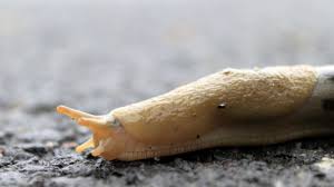 Why Does Salt Kill Slugs Mental Floss