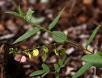Image result for Polygala sphenoptera
