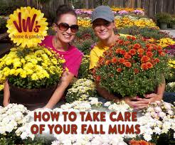 Mulch up to 4 inches with straw or shredded hardwood around the plants. How To Care For Your Fall Mums Facebook Van Wingerden Home Garden Center