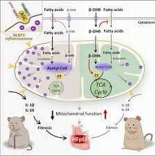 To make something less severe or less unpleasant: Targeting Mitochondria Inflammation Circuit By B Hydroxybutyrate Mitigates Hfpef Circulation Research