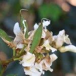 Image result for Craibia