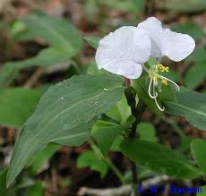 Image result for Commelina