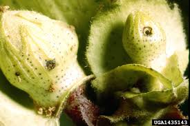 Image result for Cienfuegosia hildebrandtii