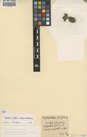 Image result for Tristicha