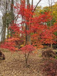 We did not find results for: Walking Through My Japanese Maple Grove The Martha Stewart Blog