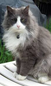 No matter how much you love as a serious cat lover you can learn how to use natural cat repellent to keep indoor. 8 Natural Ways To Keep Cats Out Of Your Garden Brown Thumb Mama