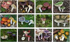 Image result for Russula sp
