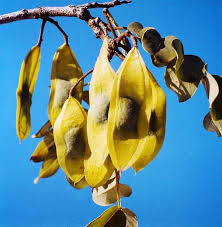 Image result for Philenoptera nelsii