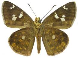 Image result for Dicliptera hensii