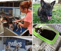 .animal rescue joins us on the lite breakfast to talk about her passion for animals, the challenges in her rescue operations and running an animal shelter. Animal Shelters Adoption Centres In Kl Selangor 2021 Pledgecare
