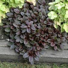 Image result for Ajuga