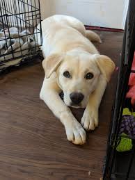 This is why it is common to wait on a waiting list for top quality lab puppies from a ckc registered breeder. Pin On Labrador Retriever
