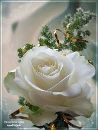 We did not find results for: 83 For My Love Ideas Heart In Nature Diy Fragrance Oil Yacht Vacations