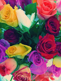 1410 308 flower field flowers. Colourful Flowers Photograph By Tom Gowanlock