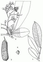 Image result for Gilbertiodendron dewevrei