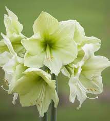 Maybe you would like to learn more about one of these? Flowers In Season January The Flower Hub