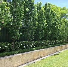 Ornamental Pears Underplanted With Gardenia Florida Large Backyard Landscaping Landscape Design Outdoor Landscaping