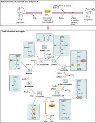General equation for cellular respiration. Cellular Respiration Equation Types Stages Products Diagrams