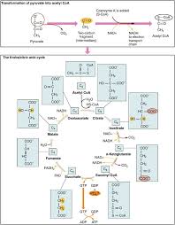 Aerobic respiration requires oxygen (o2) in order to create atp. Cellular Respiration Equation Types Stages Products Diagrams