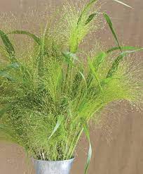 Daylength extension is recommended where appropriate to ensure good stem length. Frosted Explosion Ornamental Grass Key Growing Information