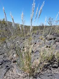 Image result for Digitaria gymnostachys