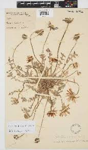 Image result for Neorautanenia ficifolia