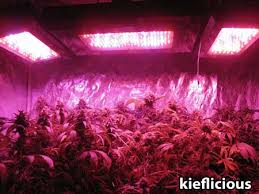 In reality, those leds are closer to a 900 watt hps system. Which Led Grow Lights Are Best For Growing Cannabis Grow Weed Easy