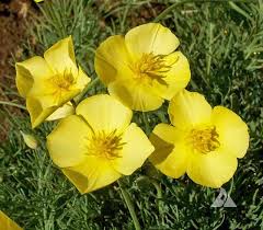 Image result for Eschscholzia
