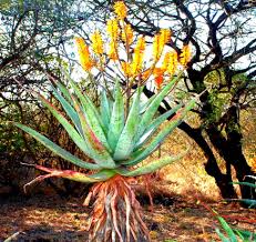 Image result for Aloe welwitschii