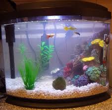 How long has the aquarium been running? New Tank Cloudy Water And No Fish My Aquarium Club