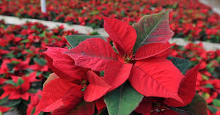 Poinsettia Care Poinsettia Care Poinsettia Plant Poinsettia