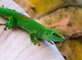 Is the 'gecko' in the Geico commercials based on a real gecko? - Quora